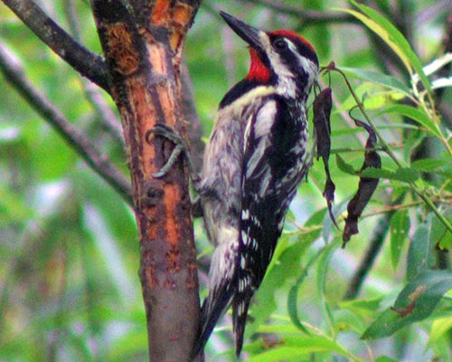 Yellow-bellied sapsucker